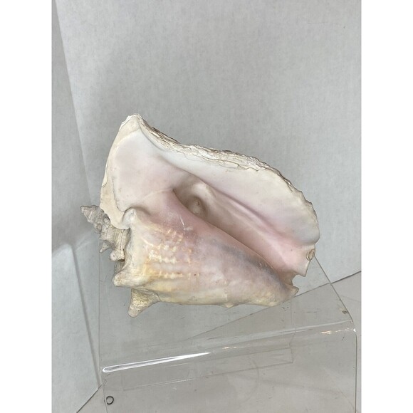 Decorative Extra Large Queen Ocean Pink Conch Seashell Shells 10.5” Natural 4+lb - Picture 9 of 9